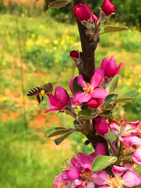 苹果花及游客