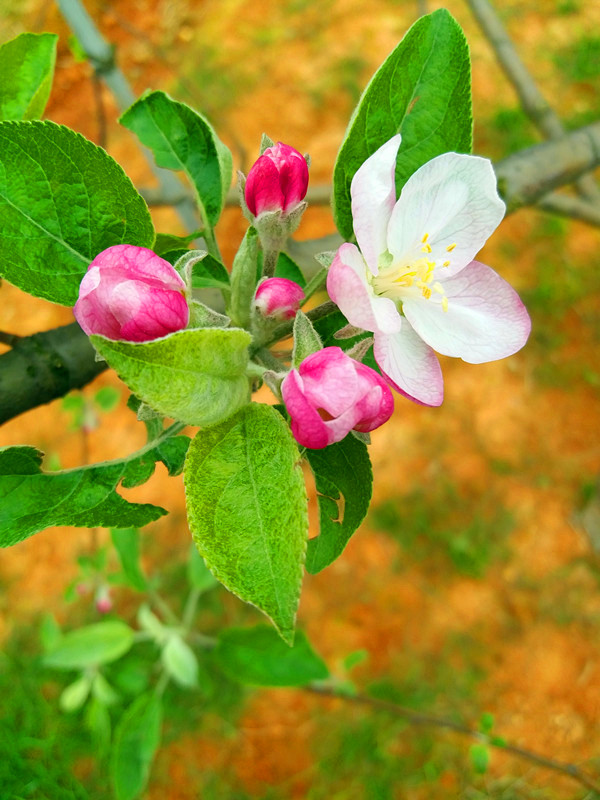 苹果花及游客