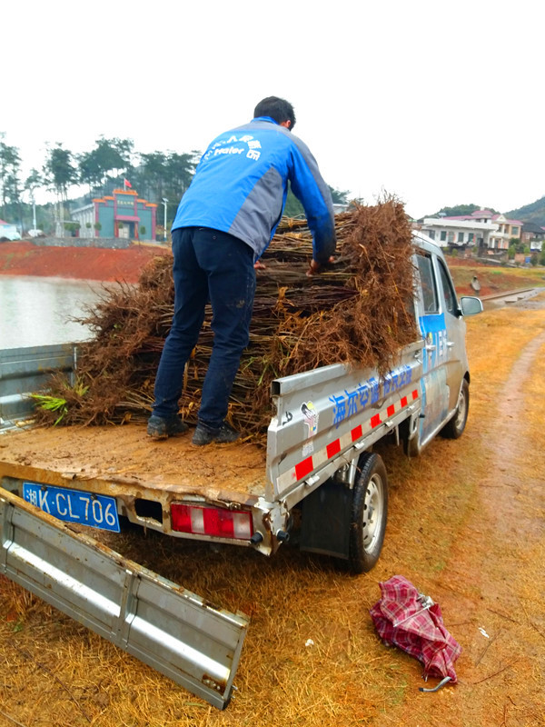 苹果苗出售