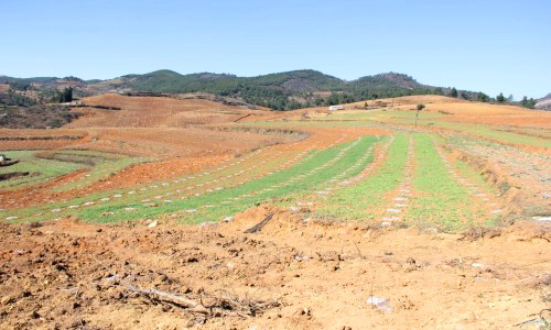 桂阳金盾南方苹果有限公司,桂阳金盾南方苹果,苹果种植与销售,苹果苗