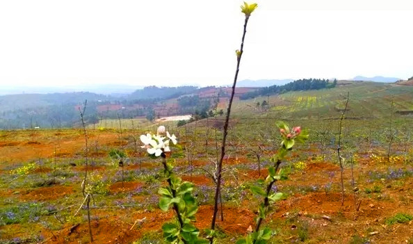 桂阳金盾南方苹果有限公司,桂阳金盾南方苹果,苹果种植与销售,苹果苗